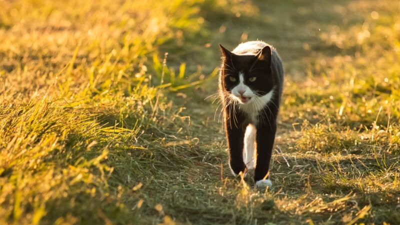 a cat walking