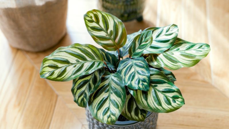 Calathea Makoyana is one of the pet-friendly indoor plant