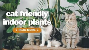 cat friendly indoor plants