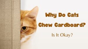 Why Do Cats Chew Cardboard? is it ok?