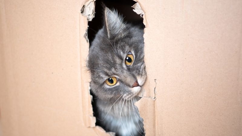 cat in a cardboard