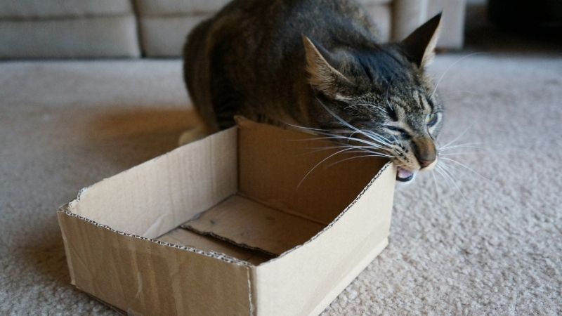 cat is chewing a box