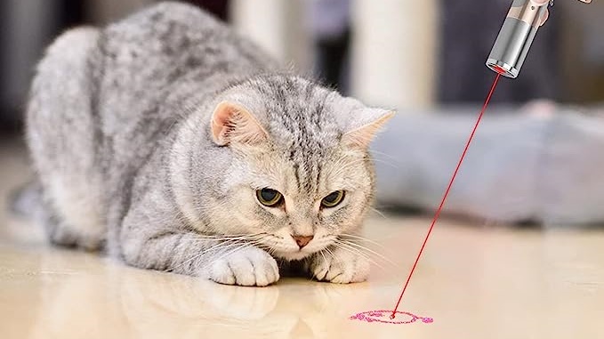 cat laser pointer 